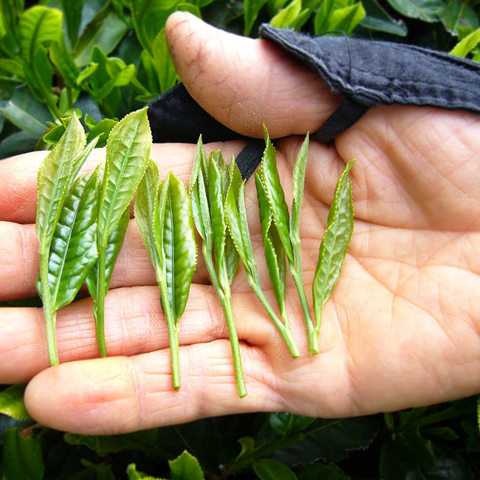 Tipologie Tè Matcha – Uno per ogni gusto