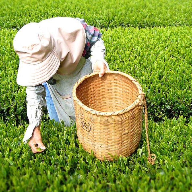 La cerimonia giapponese del tè Matcha
