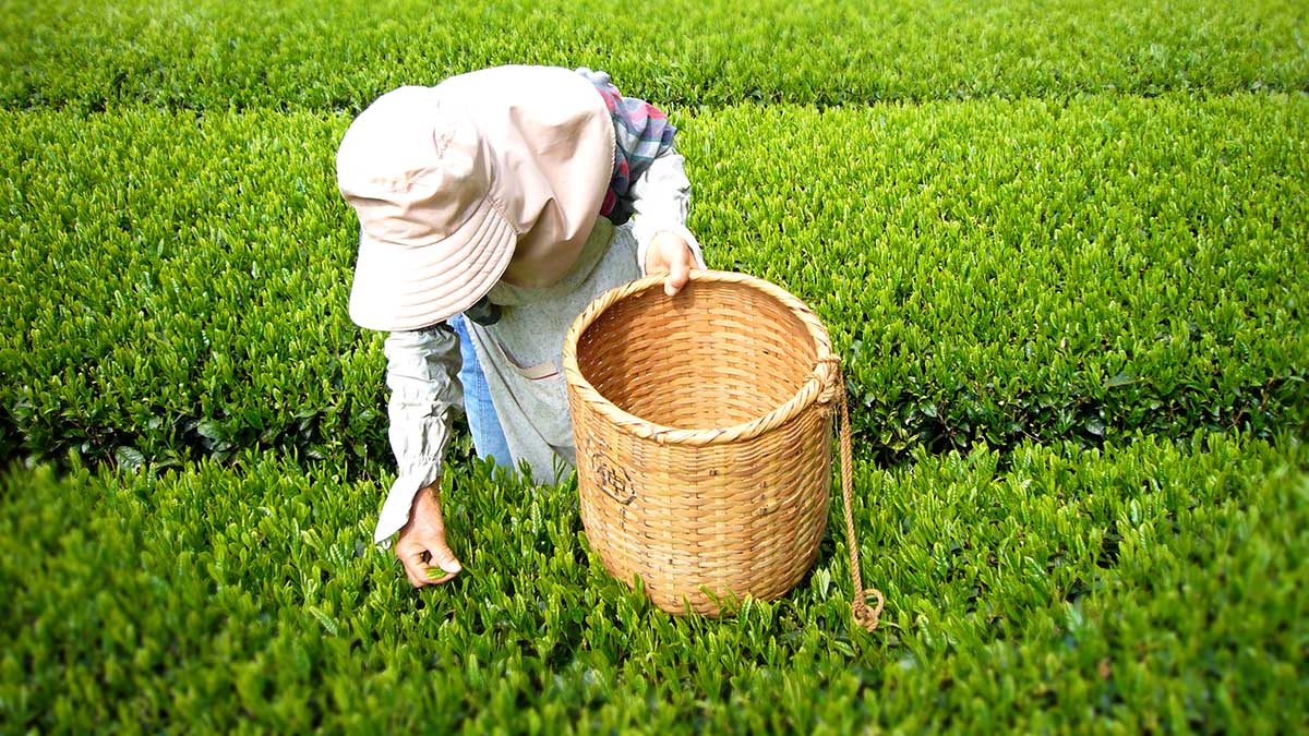 La cerimonia giapponese del tè Matcha