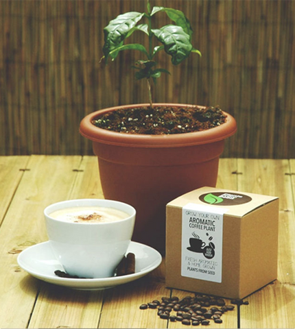 Caffe bastimento sanmarino
